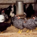 Día Nacional de la Avicultura, una cadena de valor estratégico para la Argentina