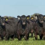 Cuenta regresiva para la normativa sobre deforestación de la U.E.: los productores deben inscribirse en VISEC Carne