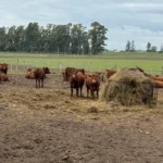 Jornada a campo del IPCVA en 9 de Julio: Genética y recría para maximizar carne y conversión