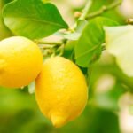 Las exportaciones del complejo de cítricos agrios crecieron 36% en valor y alcanzaron el récord de los últimos 20 años