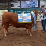 Limousin Argentina juró sus mejores ejemplares en la 40° Exposición Nacional de Primavera en la Rural de Jesús María